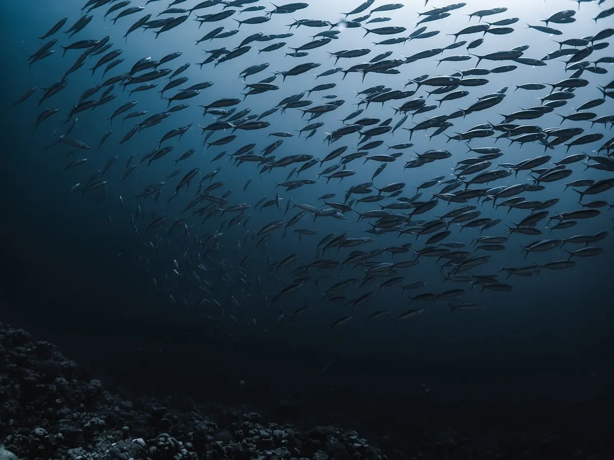 sea, ocean, fish, diving, coral reef, underwater, blue, nature, marine life, school of fish, biology, abstract, photography, animals, shadow, day, habitat, sea